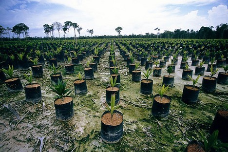 palm-plants1